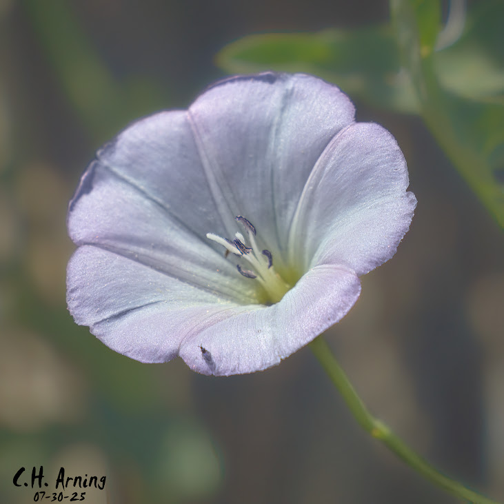 Soft Presence