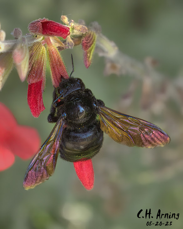 Glossy Gatherer