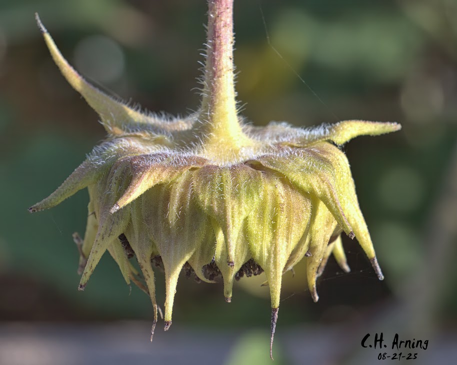 Bowed Beauty