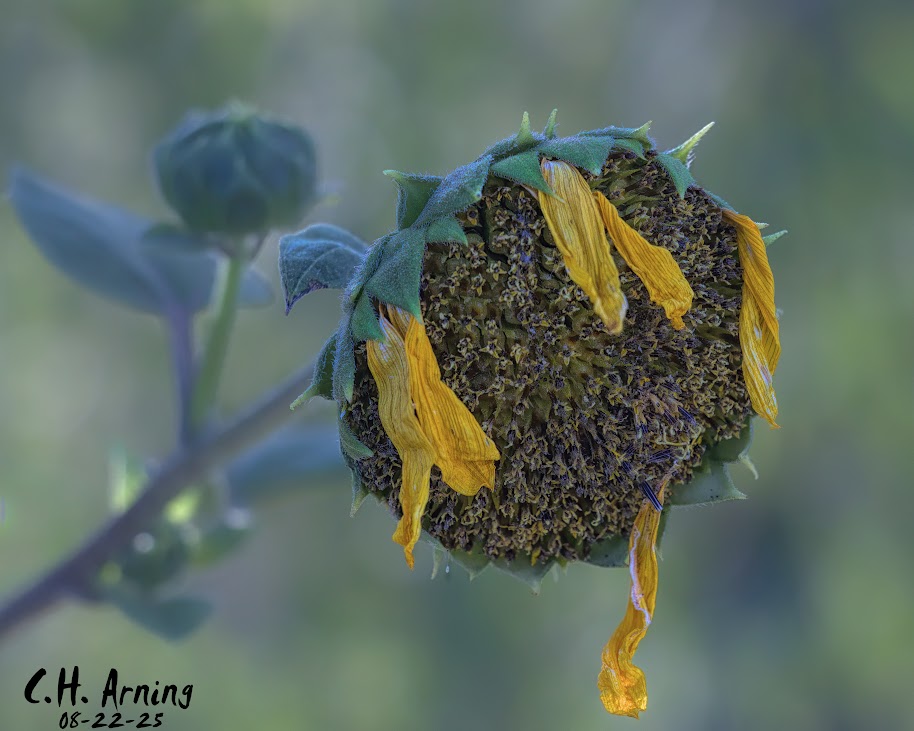 Sunset Bloom