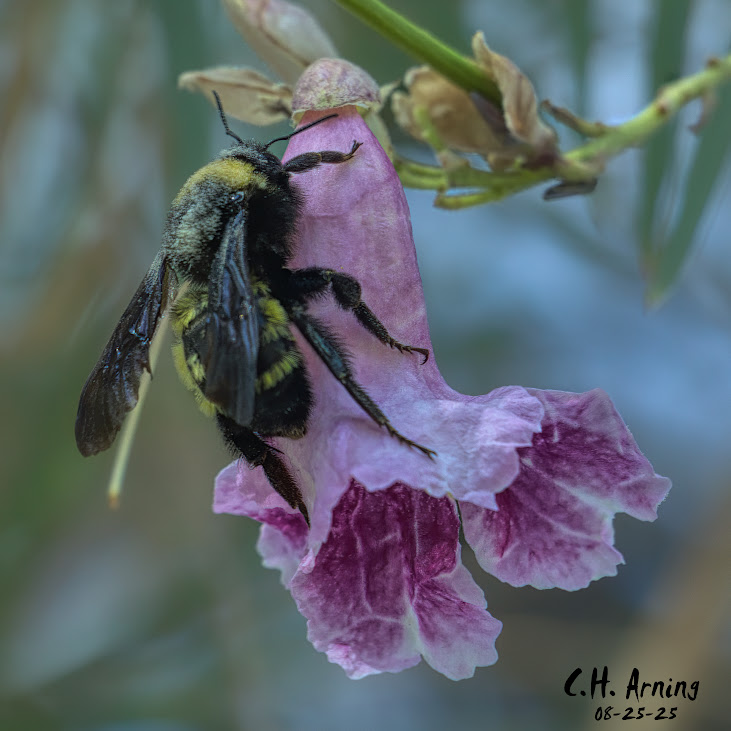 Bee’s Embrace