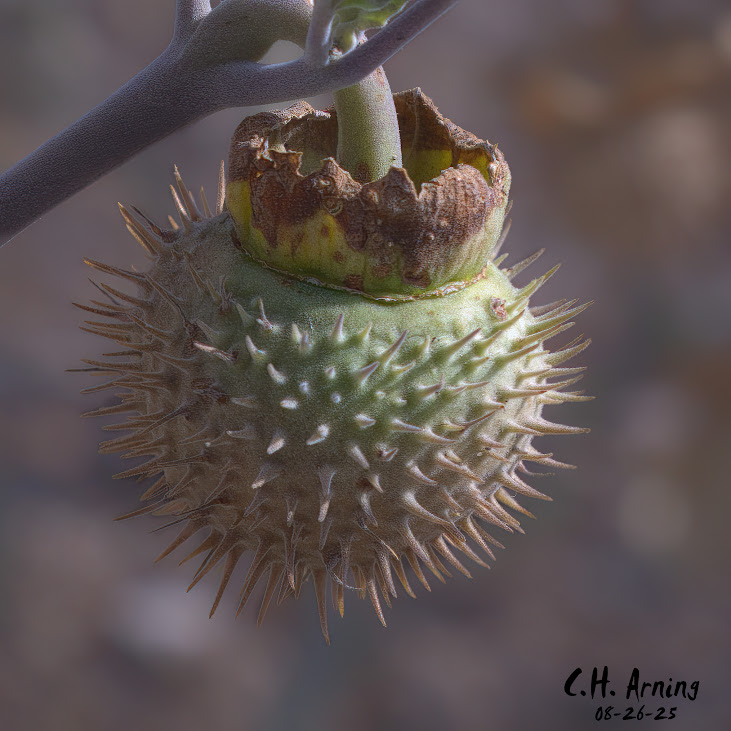 Spiked Sphere