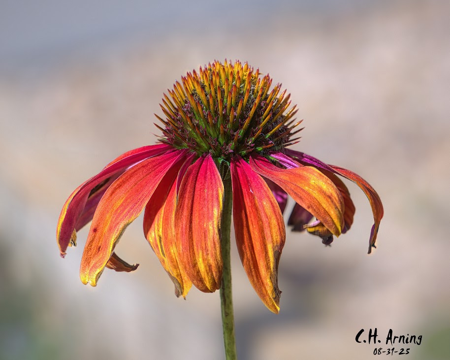 Fading Fire