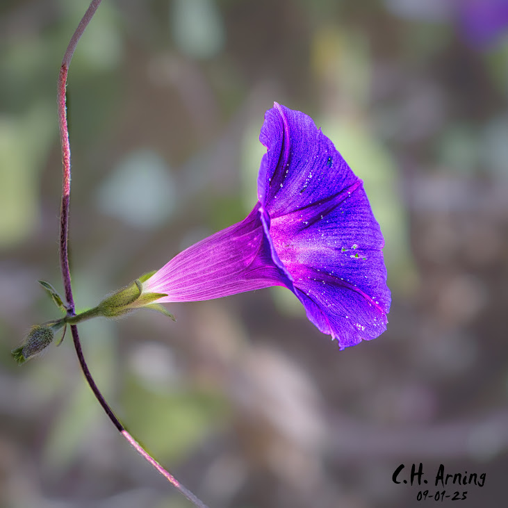 Purple Glow