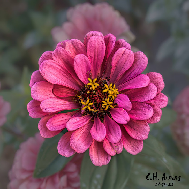 Radiant Bloom