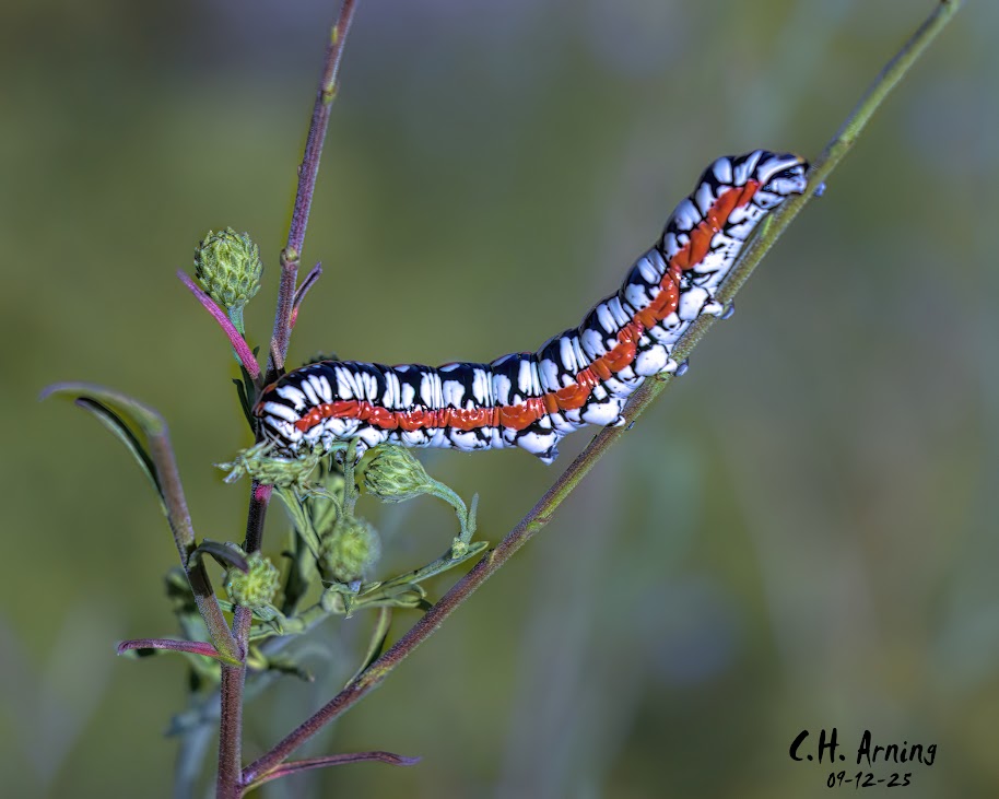 Living Pattern