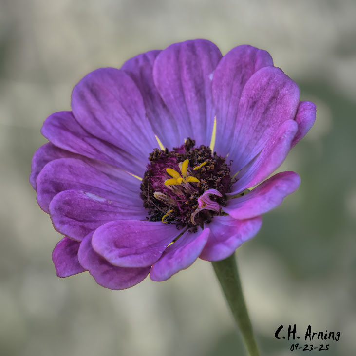 Garden Jewel