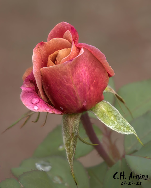 Fragile Flame
