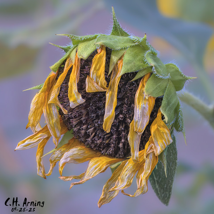 Autumn Crown