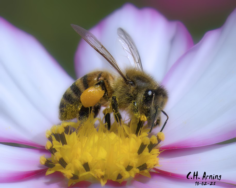 Nature’s Worker