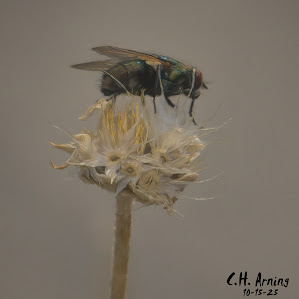 Winged Visitor