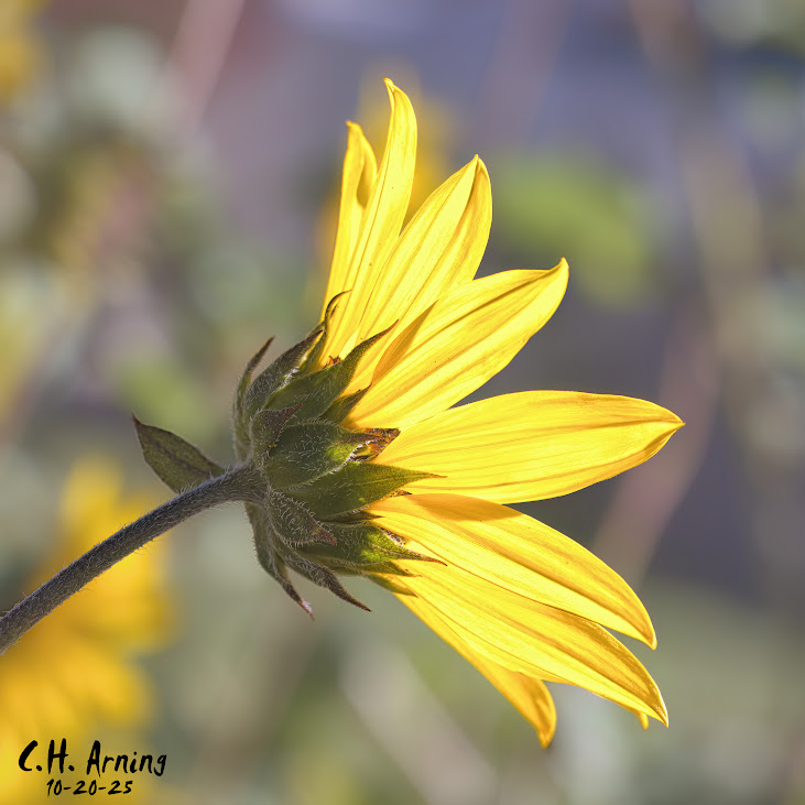 Petal Light
