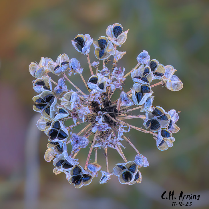 Seed Constellation
