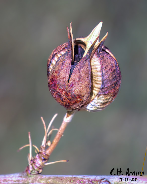 Autumn Capsule