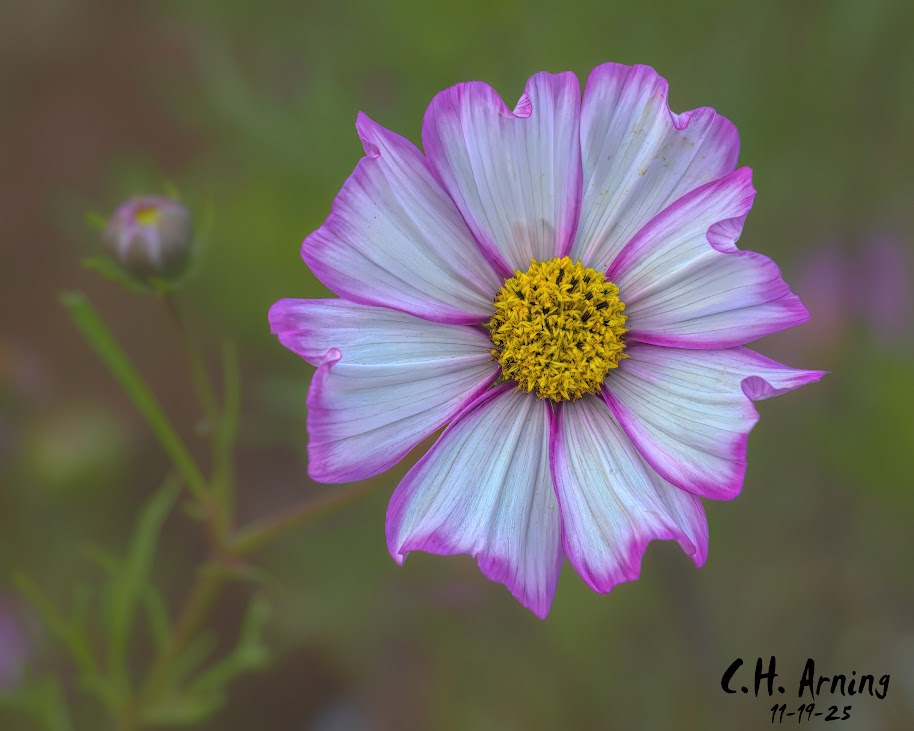 Petal Halo