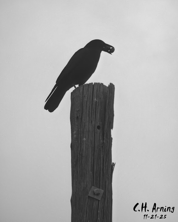 Quiet Authority