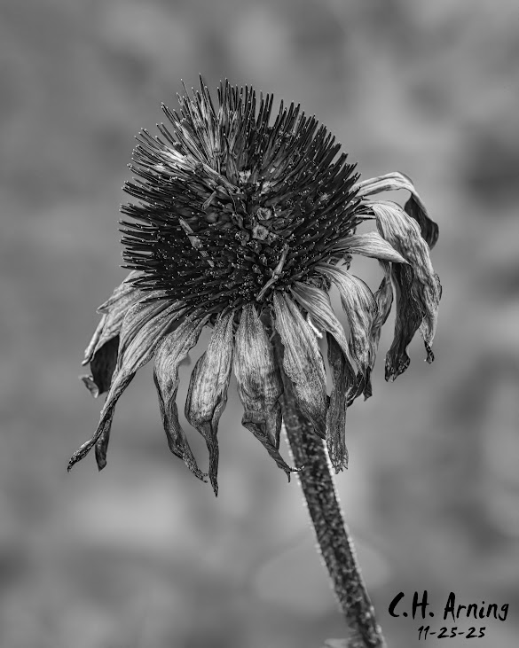 Dry Memory