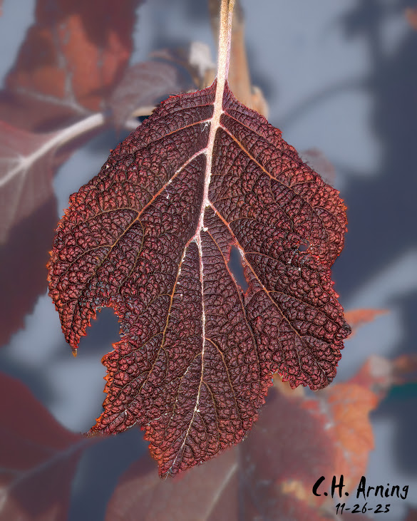 Ruby Decay