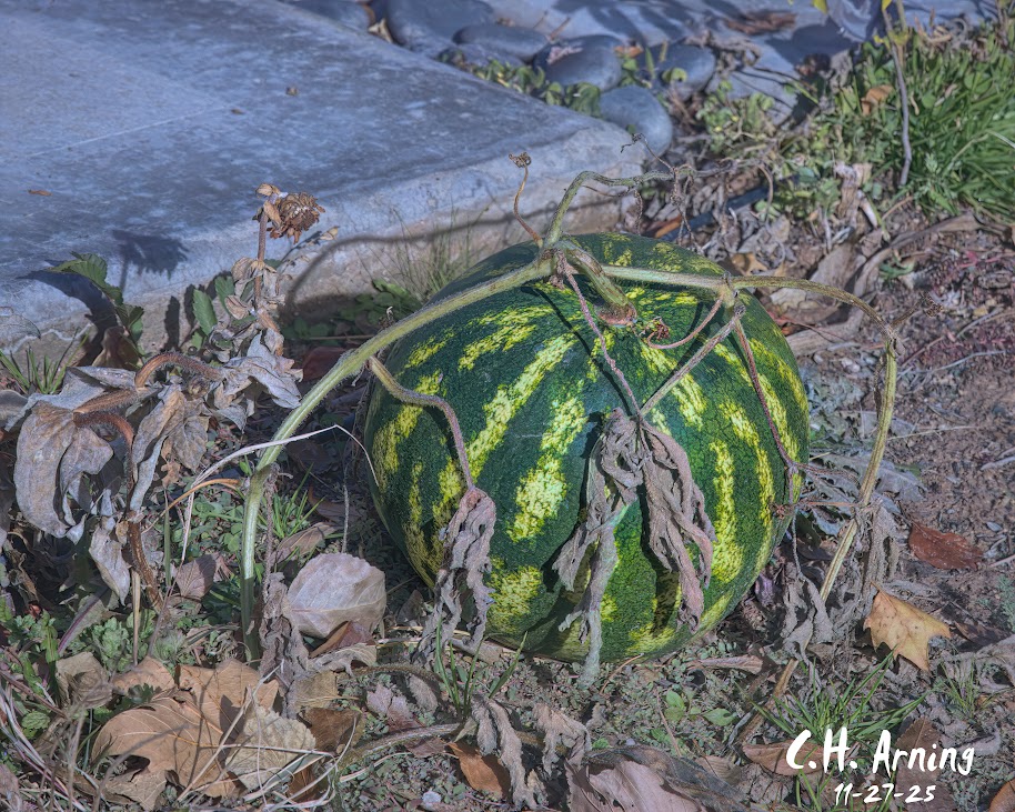 Garden Holdout