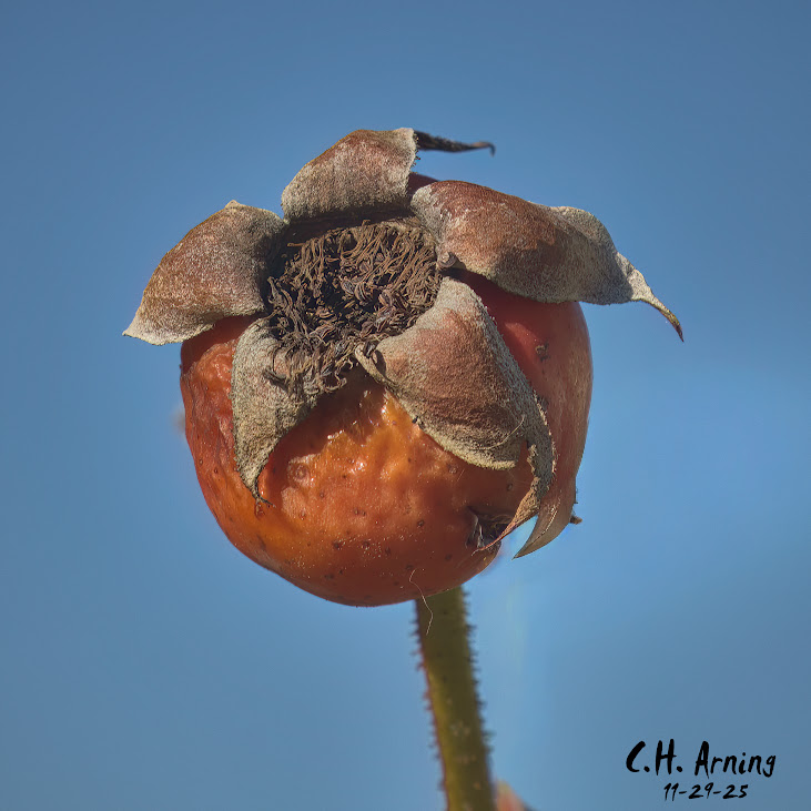 Seed Crown