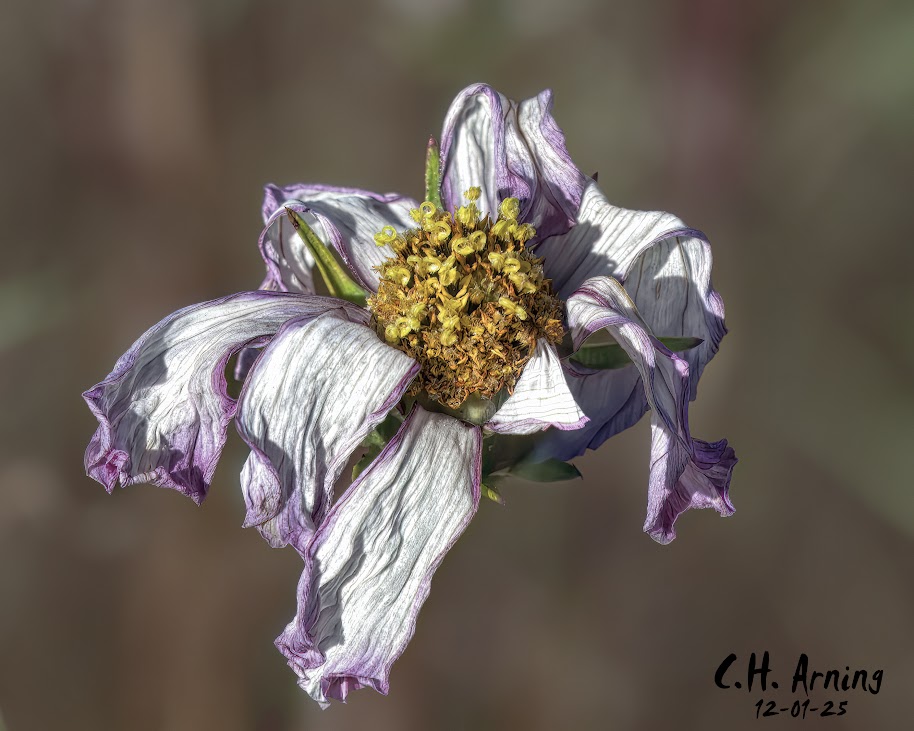 Worn Petals