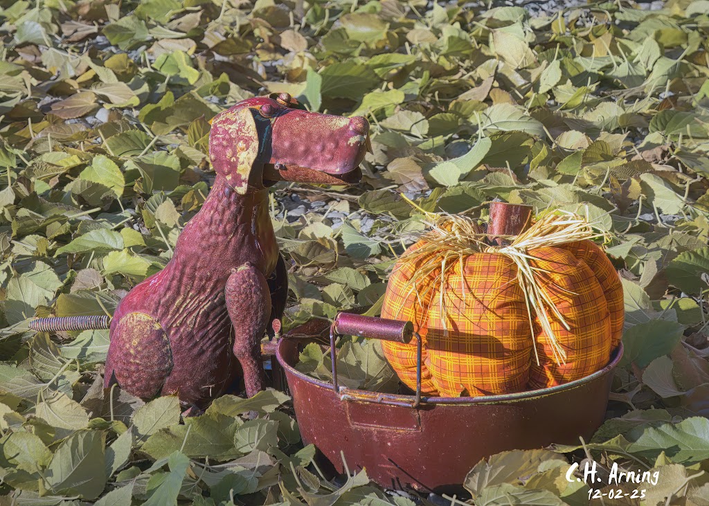 Pumpkin Patrol