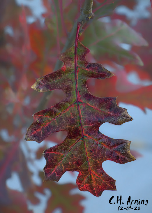 Nature’s Palette