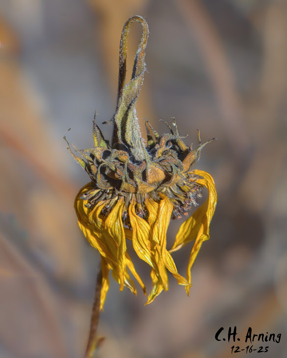 Late Yellow