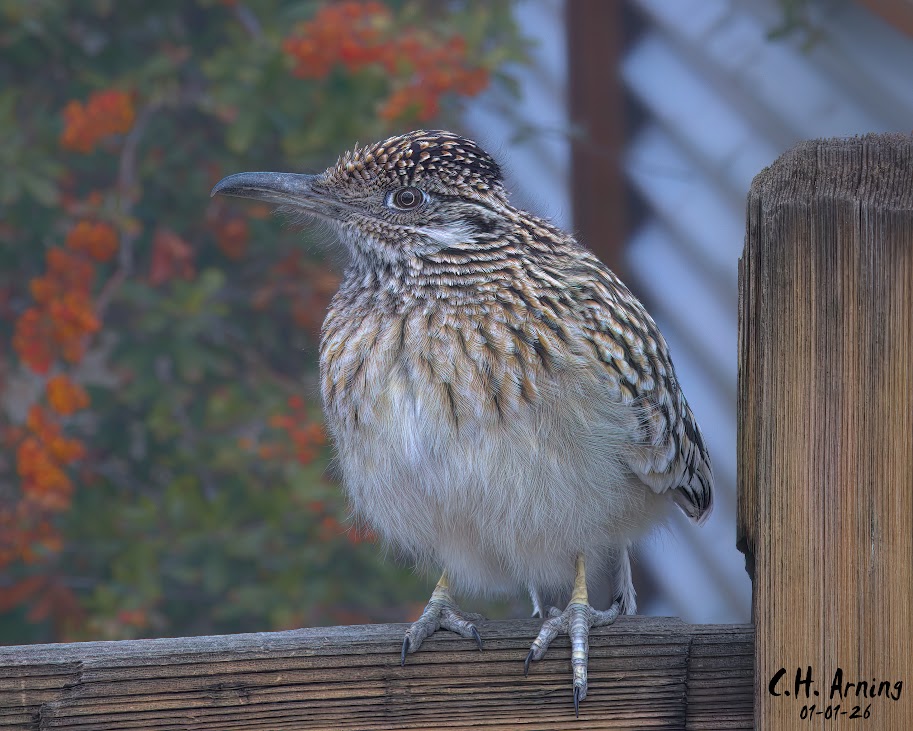 Local Resident