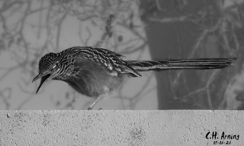 Wall Watcher