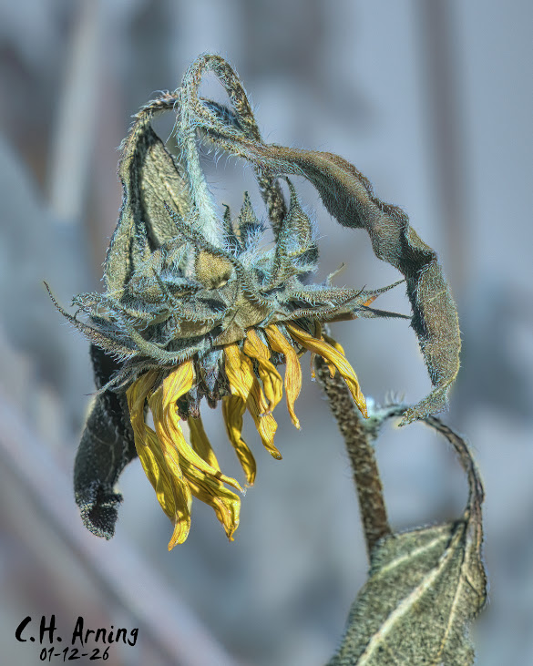 Withered Gold