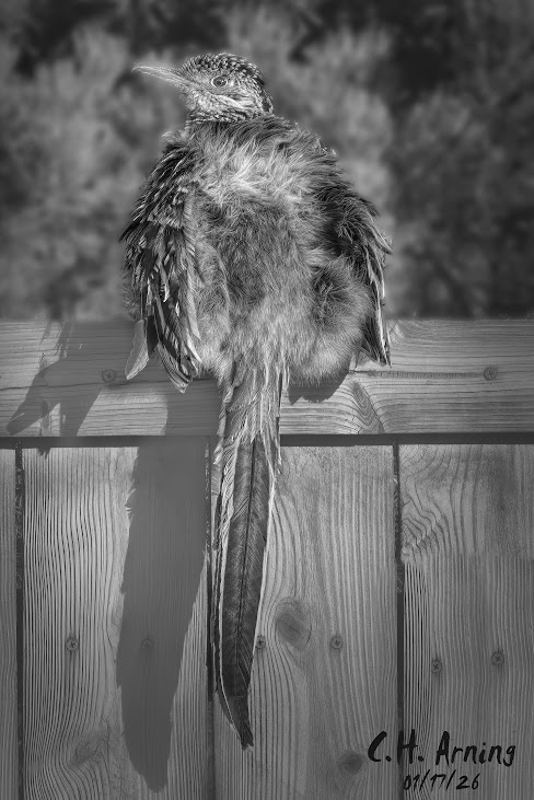 Fence Sitter