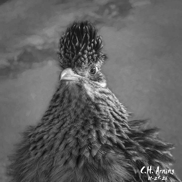 Feathered Authority