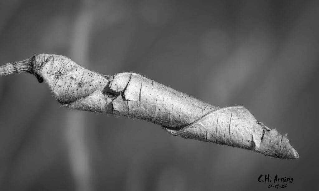 Natural Coil