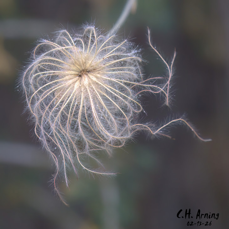 Gossamer Crown