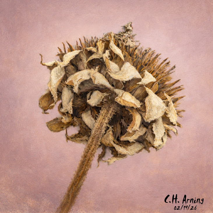 Withered Crown