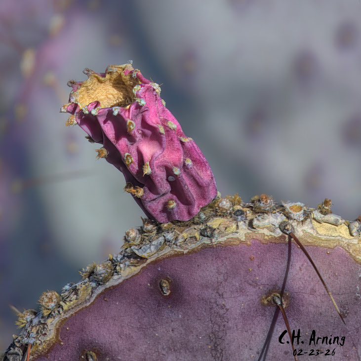 Dry Majesty
