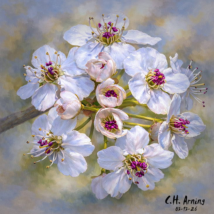 Petal Circle
