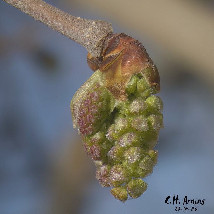 Spring Promise