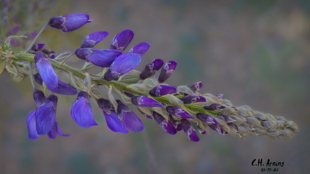 Spring Unfolding