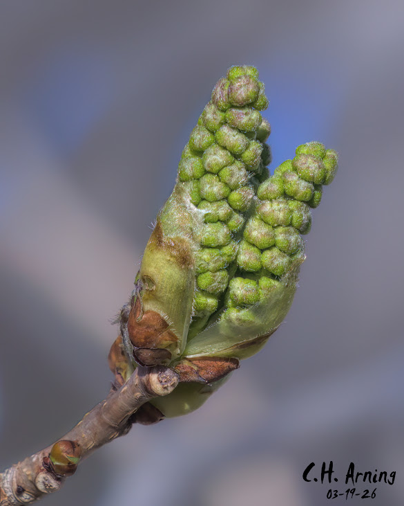 Tender Emergence