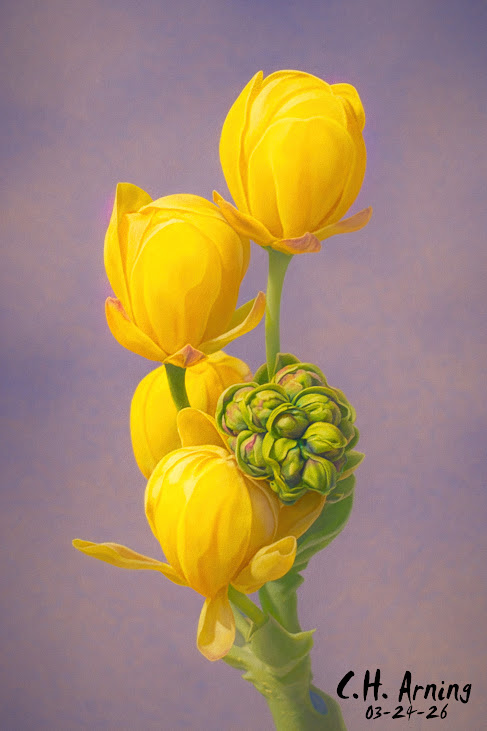 Spring Geometry