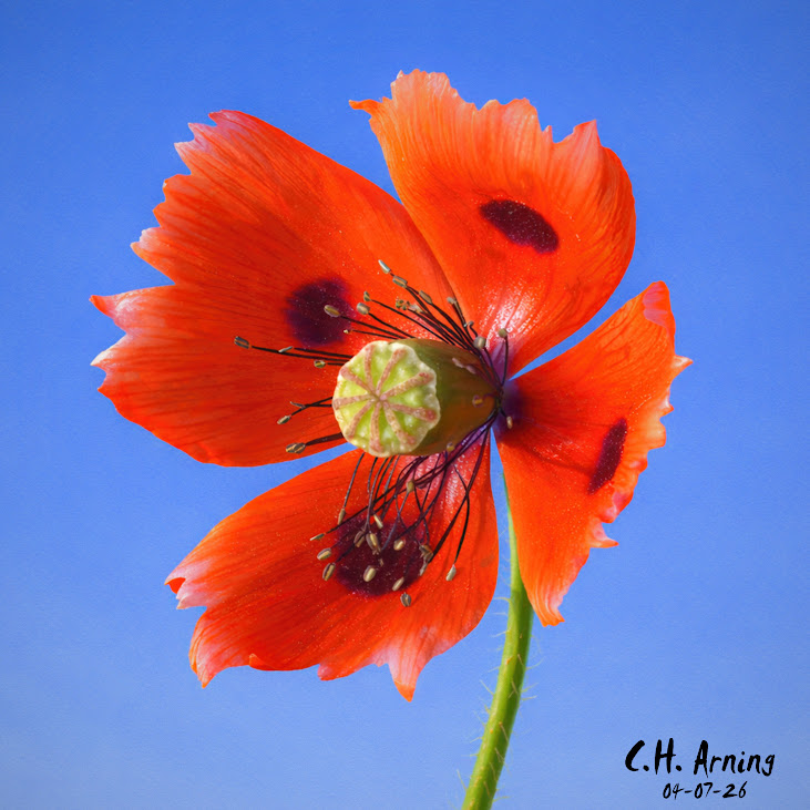 Poppy Crown