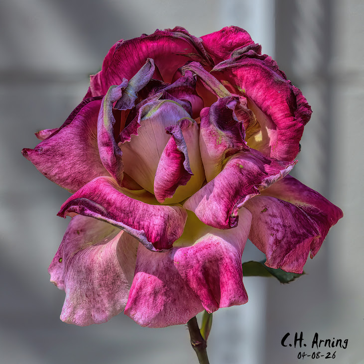 Frosted Bloom