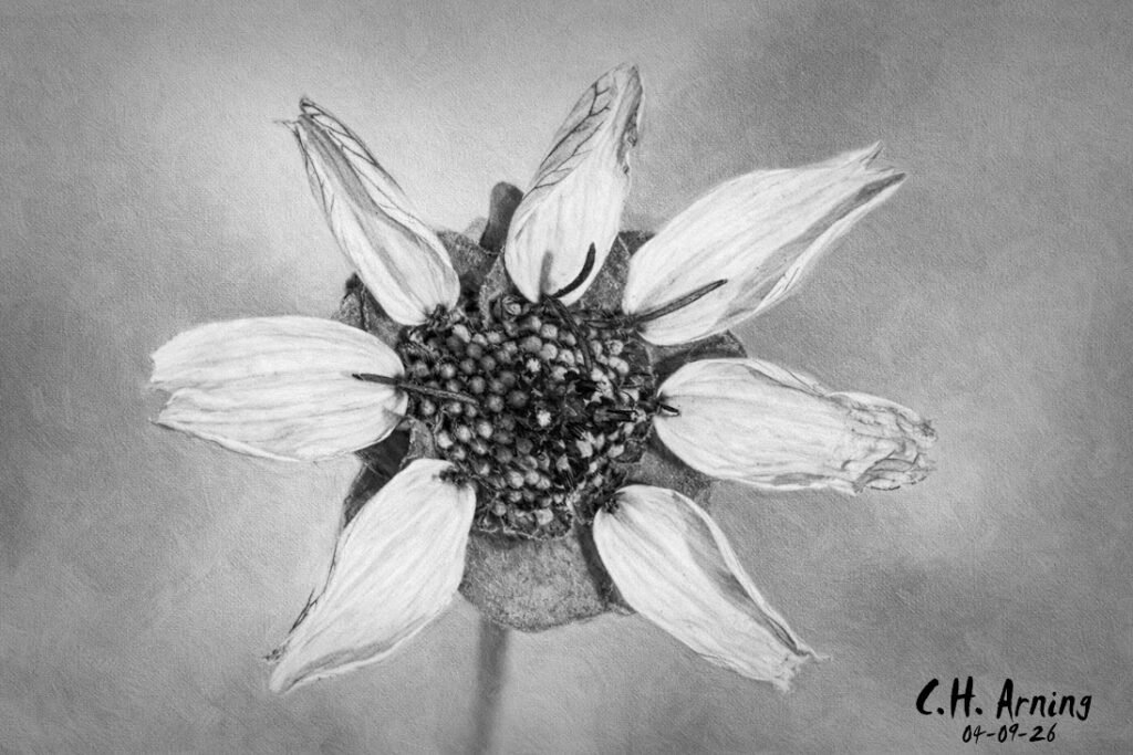 Worn Petals