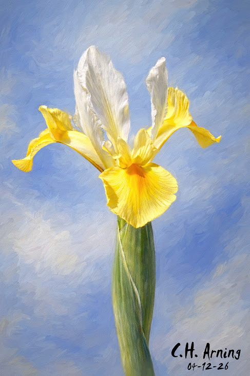 Morning Iris