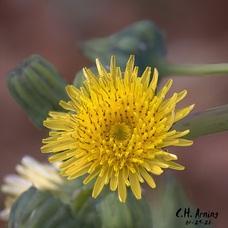 Urban Bloom