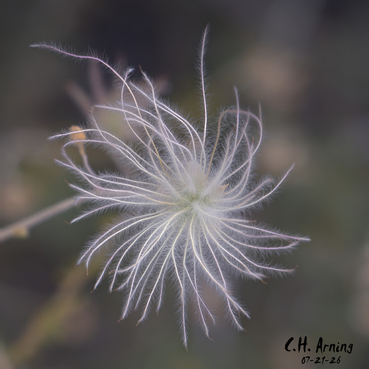 Desert Lace